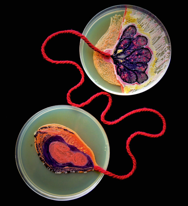 Agar microbe culture art science