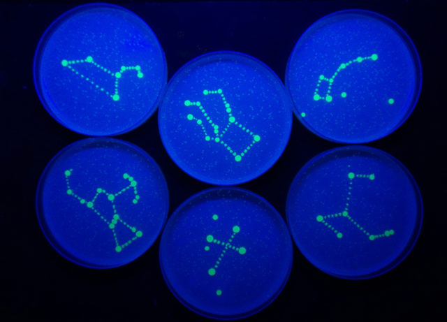 Agar microbe culture art science