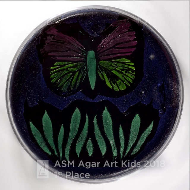 Agar microbe culture art science