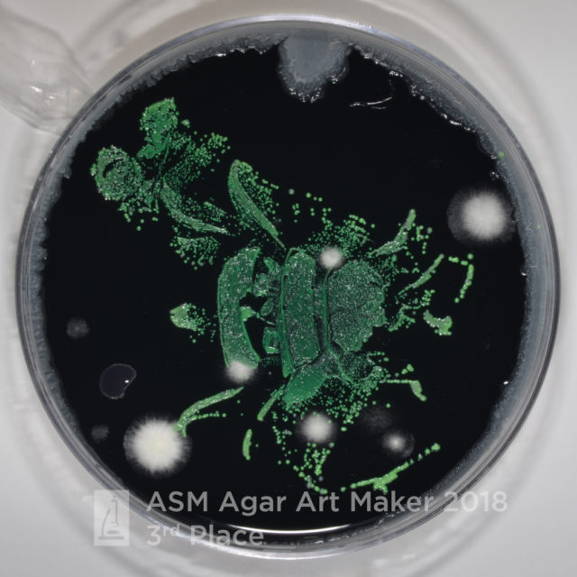 Agar microbe culture art science