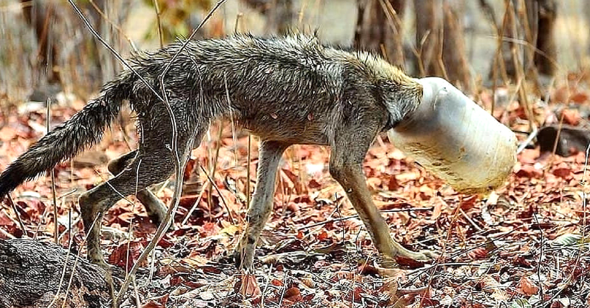 Nagpur Youngsters Rescue Starving Wolf Whose Head Was Stuck in a Plastic Jar