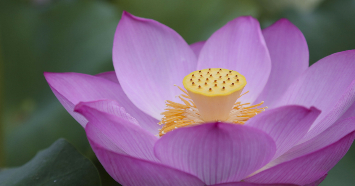 Lotus plant