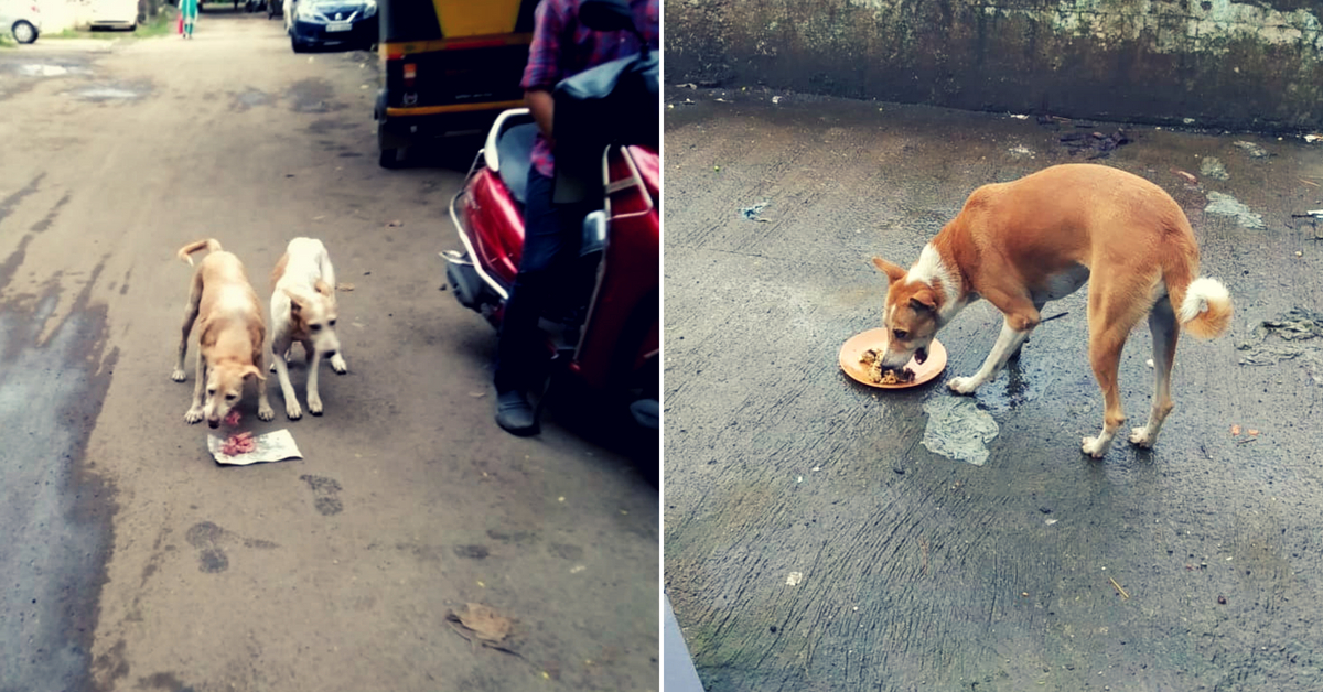 Rotighar for stray dogs