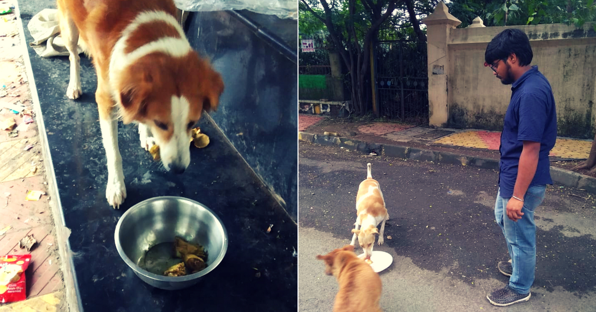 Rotighar for stray dogs