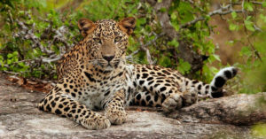 In Dramatic Rescue, Mother & Grandma Fight Back Leopard to Save 3-YO Boy!