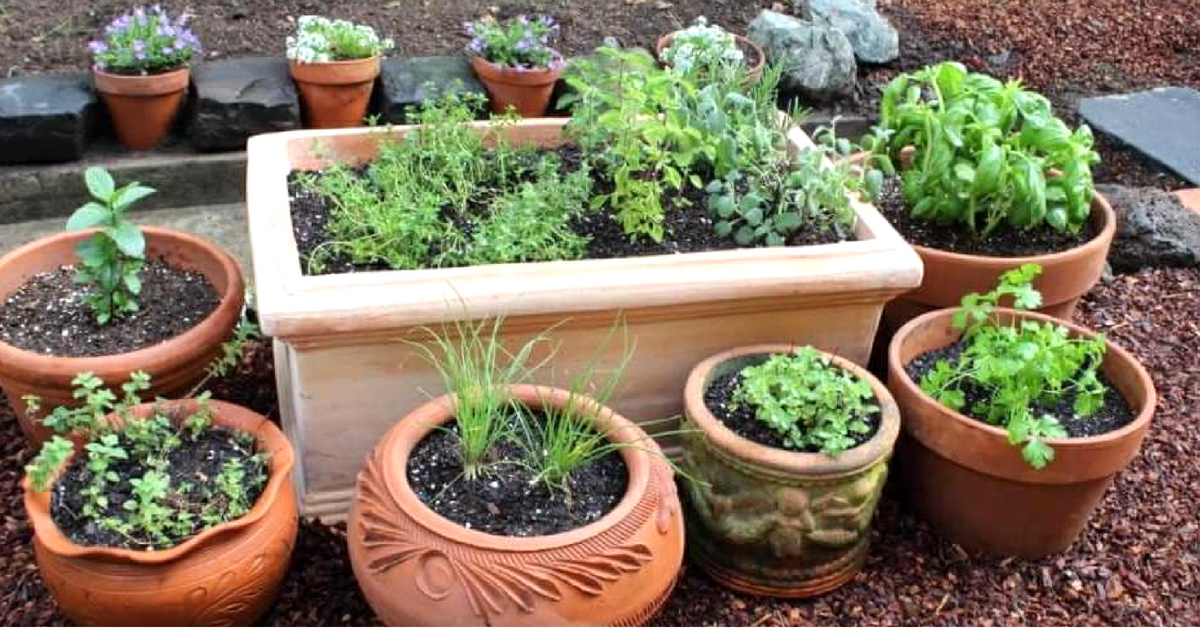 Time-Tested Remedies: Why & How to Grow Your Own ‘Healing’ Garden at Home!