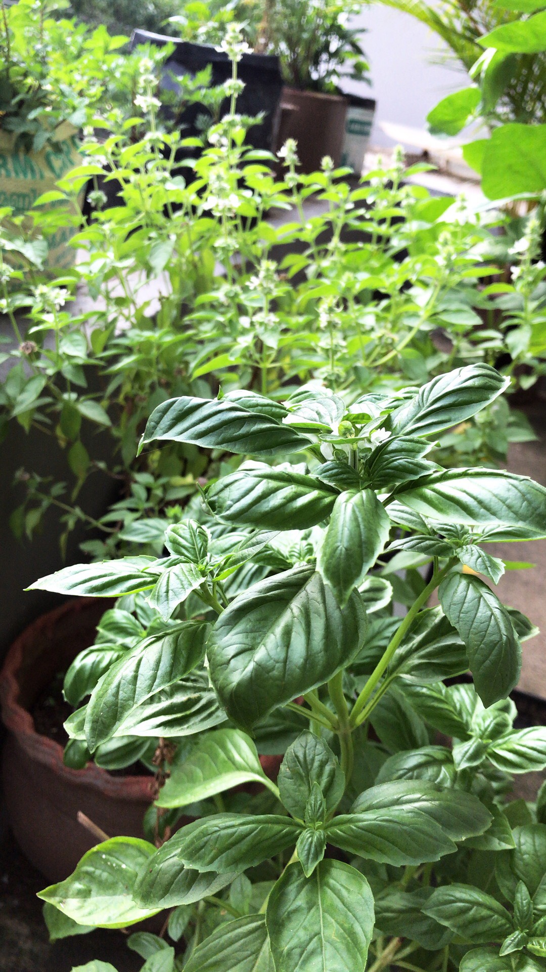 From Basil to Passion Fruit Kochi Woman s Garden Has It All