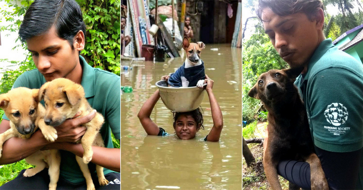 KeralaFloods Rage On, People Work Overtime, Rescue Animals! - The Better  India
