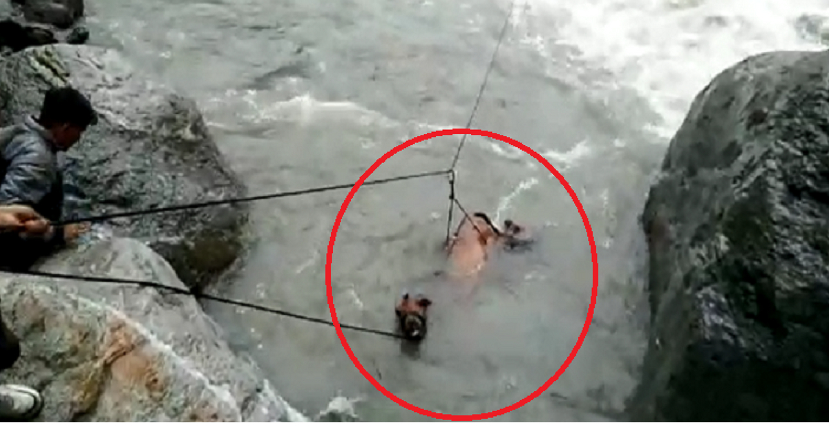 Watch: Swept Away By Raging River, Drowning Horse Rescued By Uttarakhand Officials!