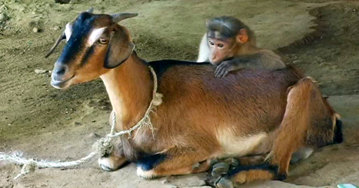 Injured Baby Monkey Rescued by Karnataka Shepherd, Finds ‘Mother’ in Goat!