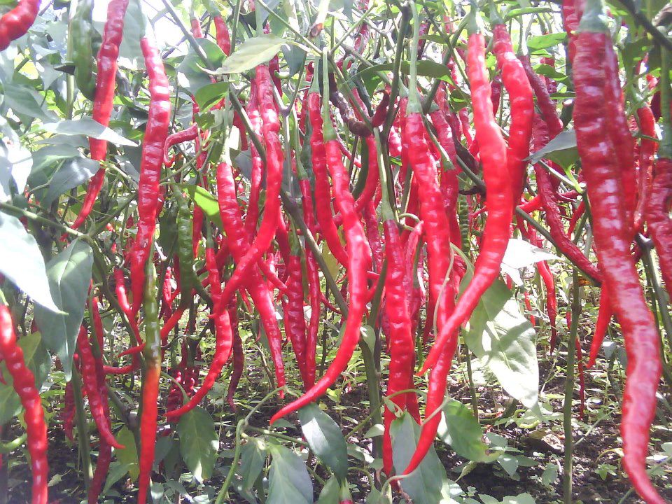 Sirarakhong chilli. Source: Facebook/ Sirarakhong Hathei Phanit (chilli Festival)