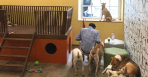 Heartwarming! Tata's Bombay House Give Stray Dogs a Swanky Room of Their Own!