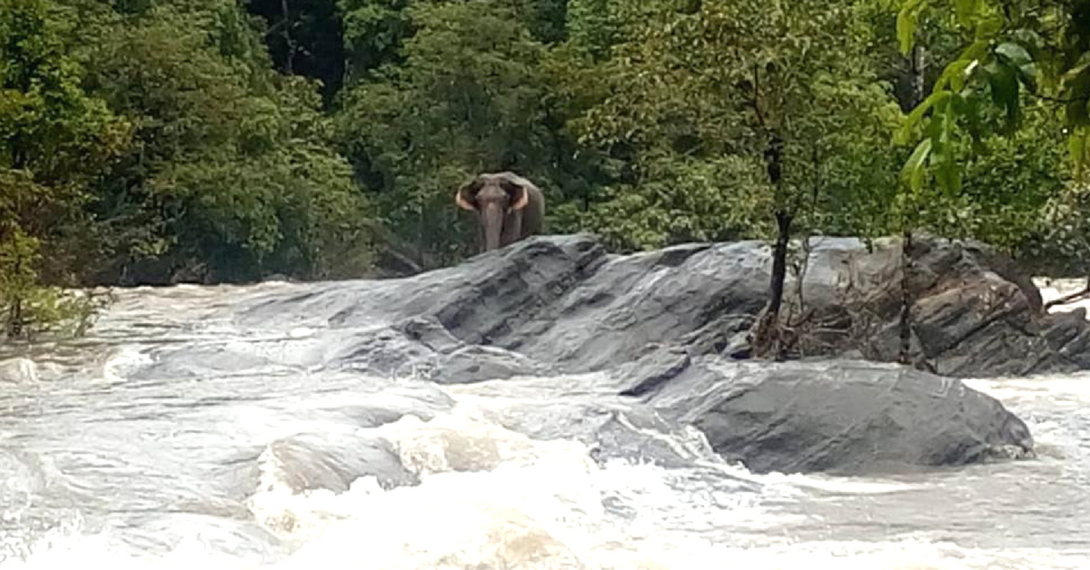 The elephant in Kerala was stranded on a rock. Photo Source.