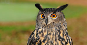 Lying Injured on Train Tracks, This Owl Was Saved By a Man's Kindness!
