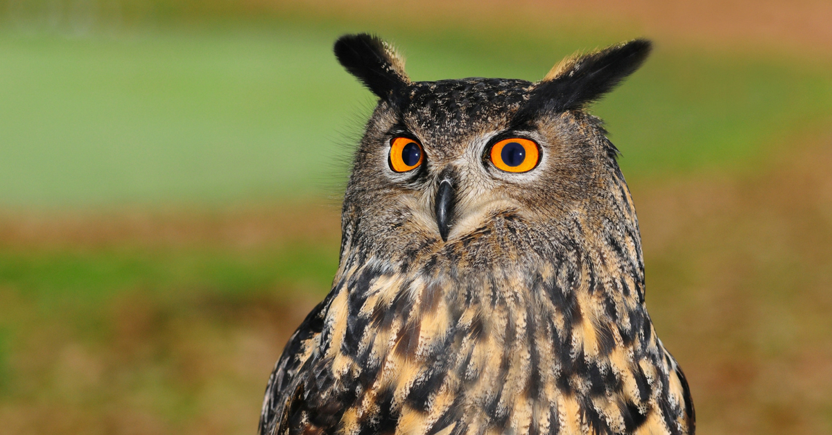 Lying Injured on Train Tracks, This Owl Was Saved By a Man’s Kindness!