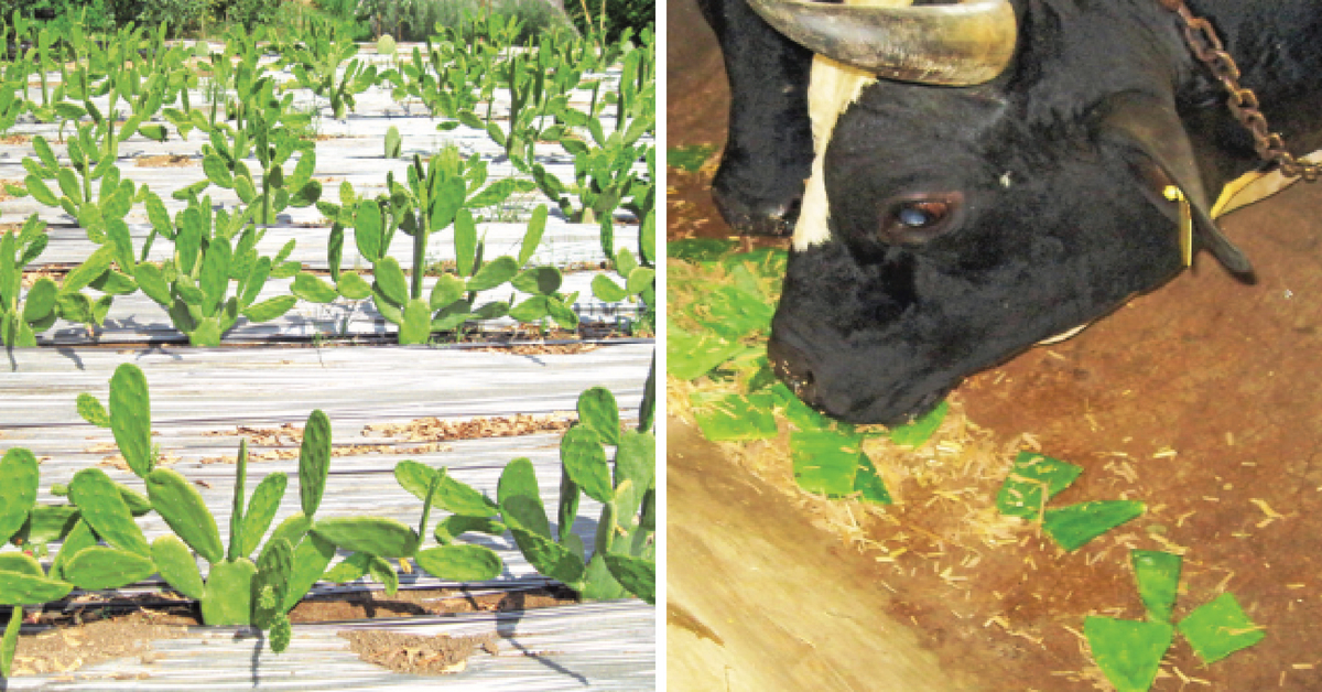 Cattle To be Fed Cactus? Here’s Why It’s Good For The Farmers And Us!