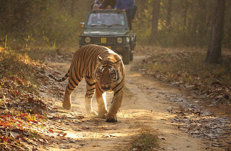 File:Royal bengal tiger play.jpg - Wikimedia Commons