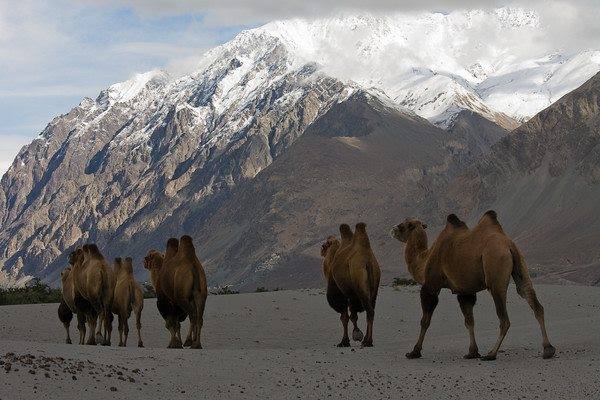 Bactrian Camel. (Source: Facebook/Nubra Valley)