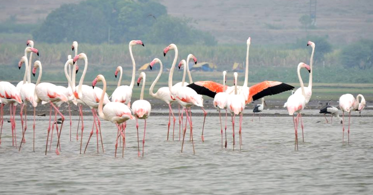 Graceful flamingos at Bhigwan, Maharashtra. Image Credit; Jay Apte