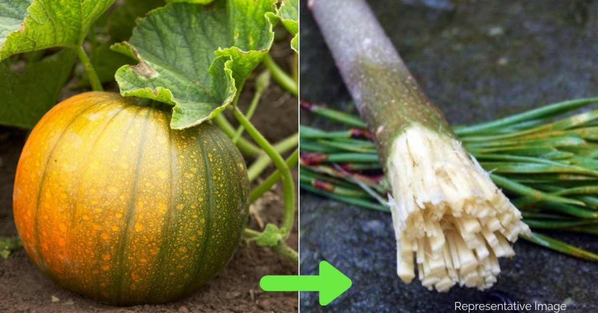 Brilliant Teen From Andhra Village Makes Eco-Friendly Toothbrush Using Pumpkin Plant