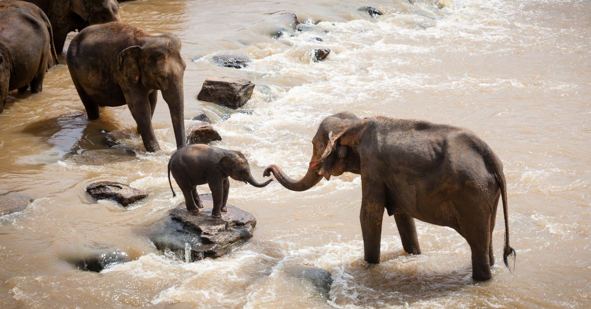 Indian Railways Scheme Saves Elephant Lives