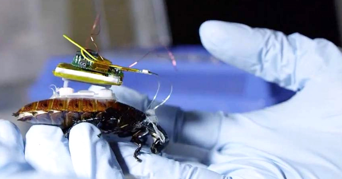 Indian Origin Scientists Develop Cyborg Cockroaches, May Save Lives One Day!