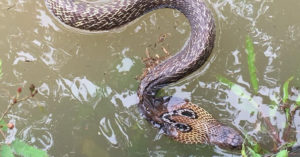 IIT Delhi's New Anti-Venom Cuts Cost from Rs 500 to Rs 70, Spells Boon for Kerala!
