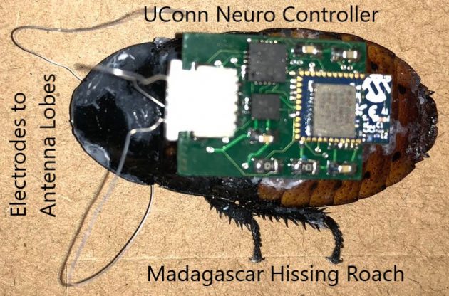 cockroach with implanted neuro controller