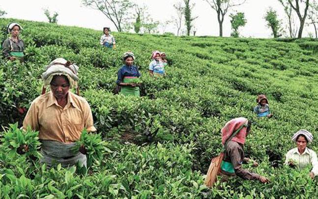 Tea Garden workers in Alipurduar district, West Bengal. (Source: Facebook/Vikrai Web)