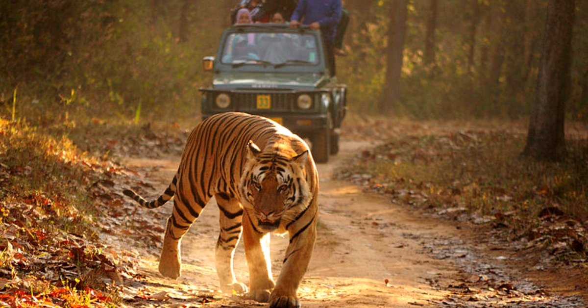 To Kill or Not to Kill? Why Capturing Man-Eaters May Not Be the Right Choice