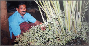 3-Feet-Long Carrots to Cauliflowers that Weigh 25 kg! Meet 4 Innovative Farmers