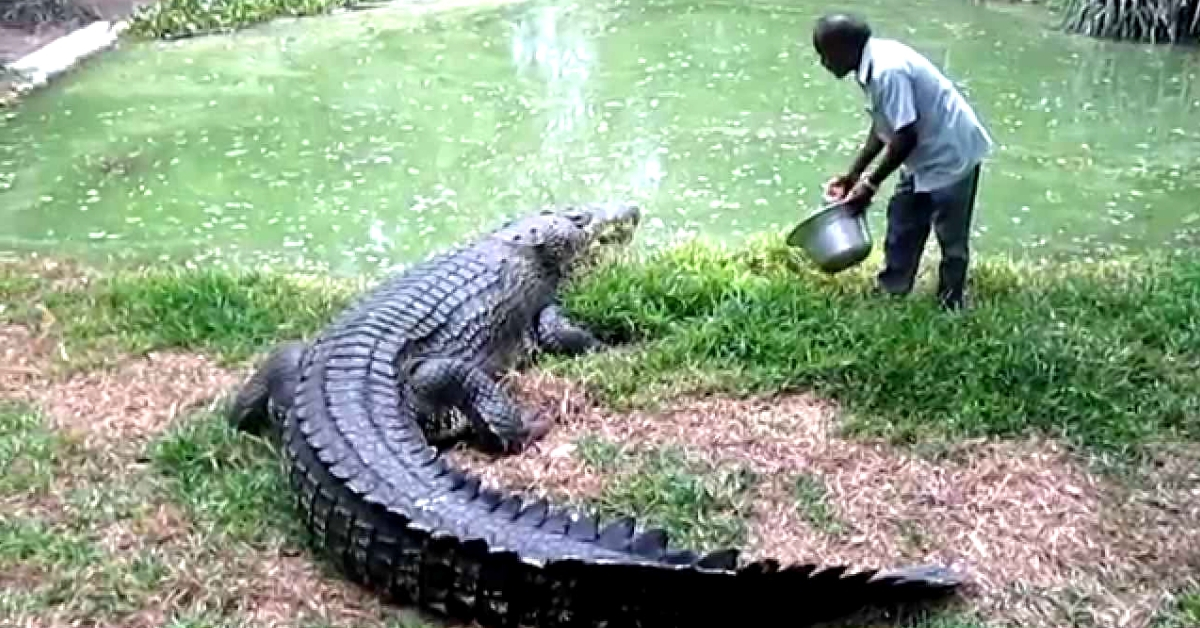 When Man & Crocs Become Best Friends: Meet the Crocodile Whisperers of India!