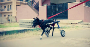Meet Moana, the Inspiring 'Doggo-On-Wheels' Who Is Now A Web Series Star!