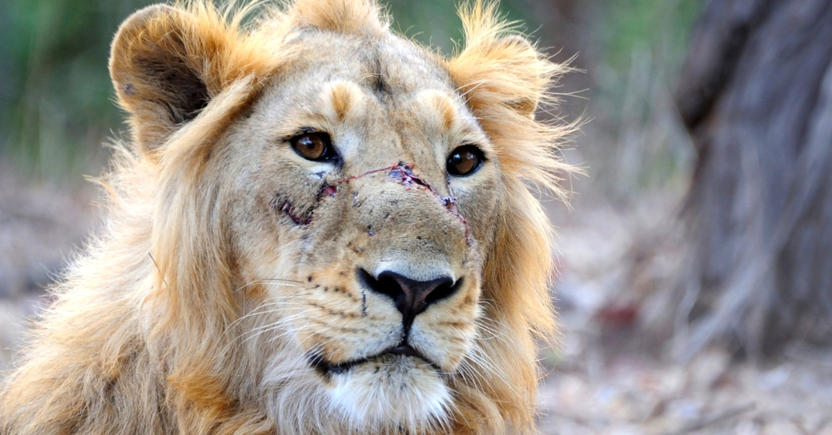 The majestic Asiatic Lion in Gir, is facing a crisis, and ordinary citizens have stepped in to help. Image Credit: K Bhargava, Wikipedia