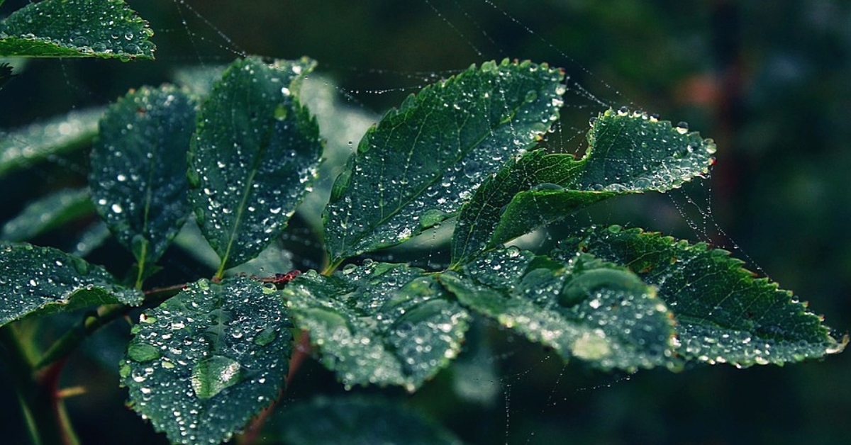 IIT Mandi Scientists Create Material That Can Harvest Potable Water From Fog!