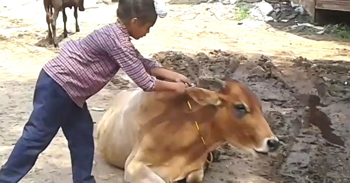 How To Protect Cattle From Vehicles? Class 5 Students Have An Enlightening Solution