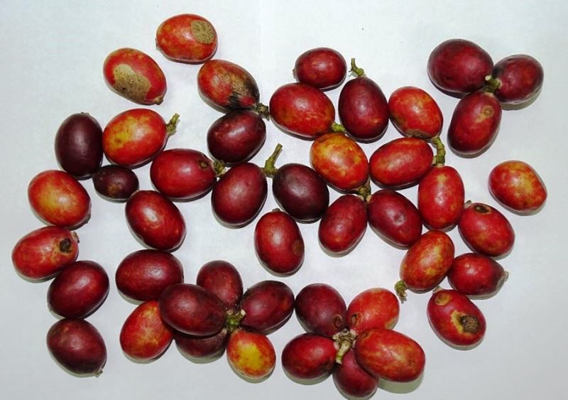 Freshly harvested fruits. (Source: India Science Wire)