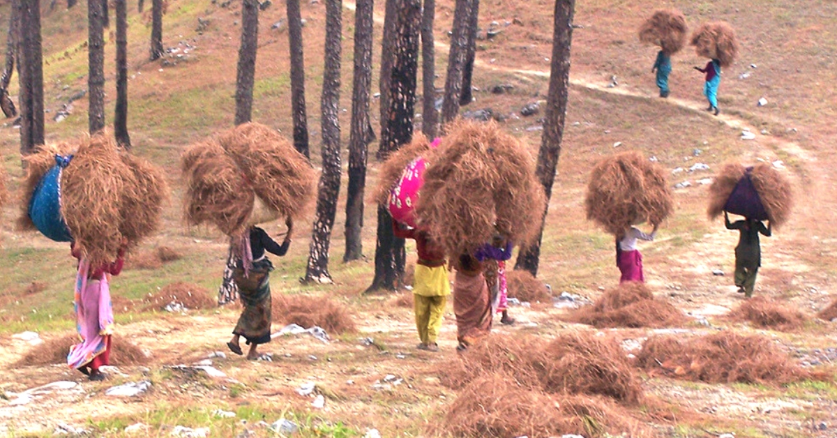 Locals collecting pine needles on the ground. (Source: Energy for All)