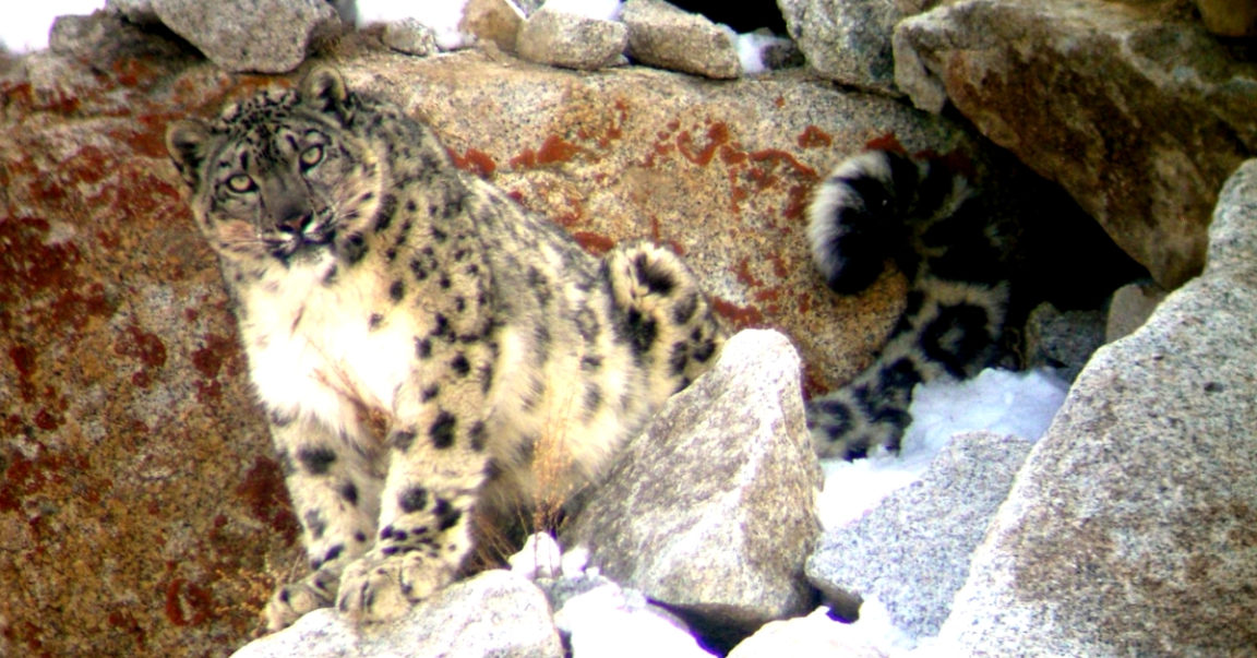 Watch: Snow Leopard Enters a Family Home in Ladakh. Here's What ...