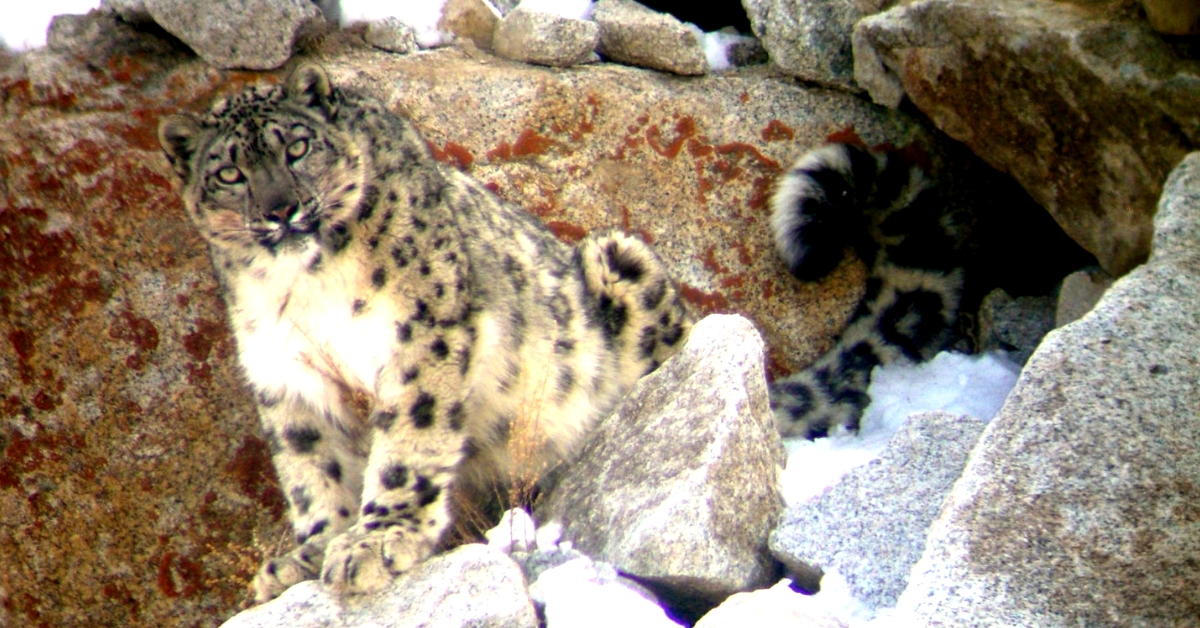 Snow Leopard in Ladakh. (Source: Facebook/Snow Leopard Conservancy India Trust)