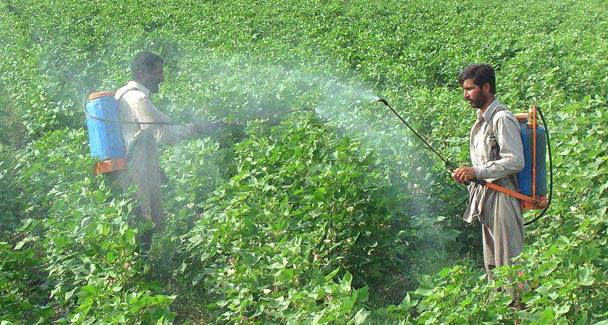 Farmers spraying pesticide over their cotton crop. (Source: Facebook)