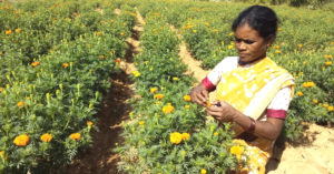 Jharkhand's Women Are Using Marigolds To Earn Lakhs & Beat Illegal Opium Farming