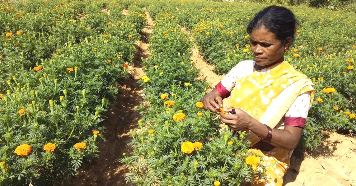 Jharkhand’s Women Are Using Marigolds To Earn Lakhs & Beat Illegal Opium Farming