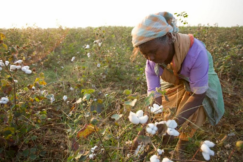 Picking cotton. (Source)