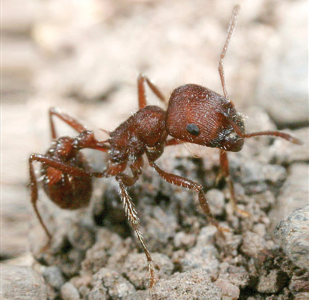 Larger than foxes – but smaller than dogs: The gold-digging ants