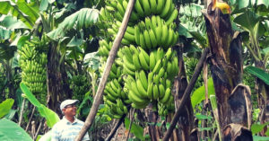 Exclusive: UP's Award-Winning Banana King Earns Rs 48 Lakh/Year, Becomes Idol For Farmers!