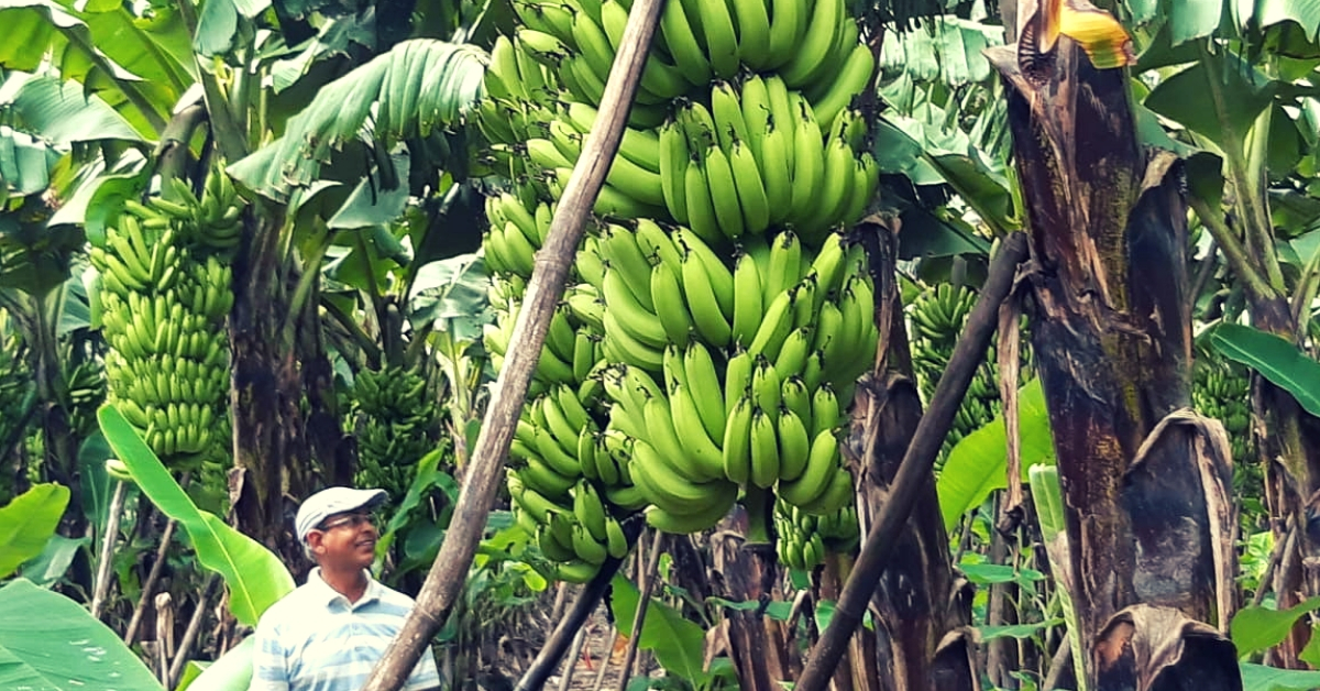 UP's Award-Winning Banana King Earns 48 Lakh/Year.An Idol For Farmers