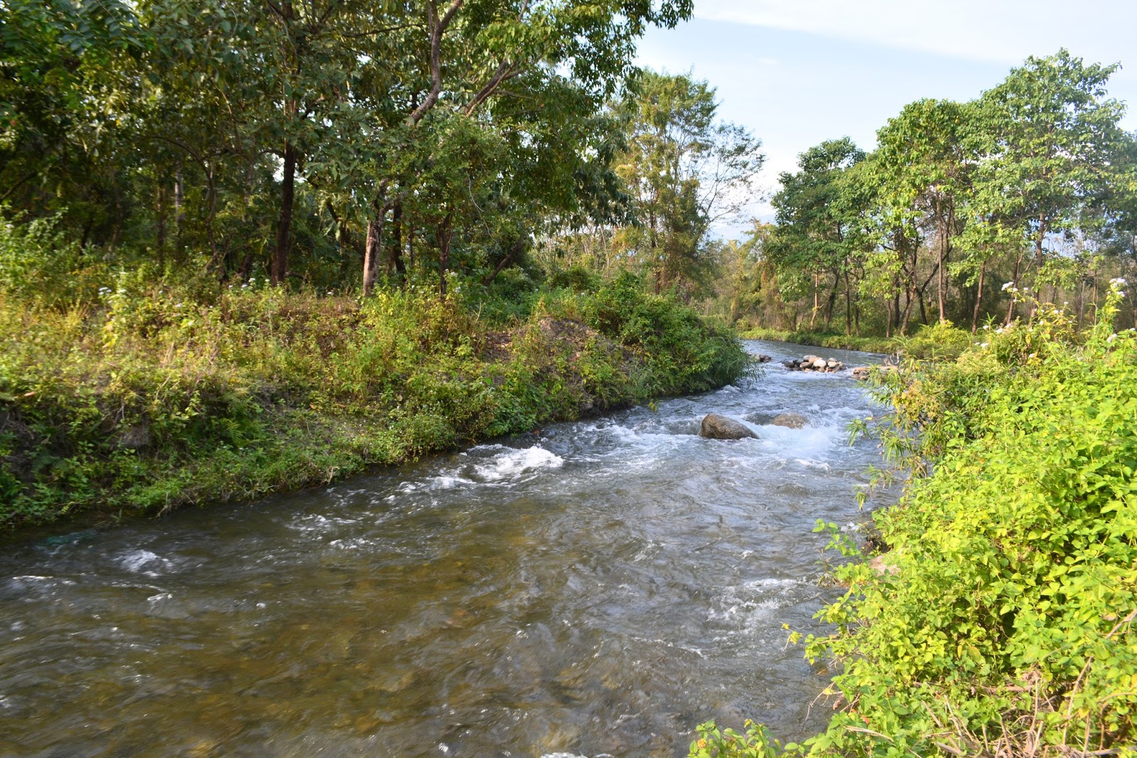 Bhairabkunda Reserve Forest (Source: Assam Mind Blogspot)