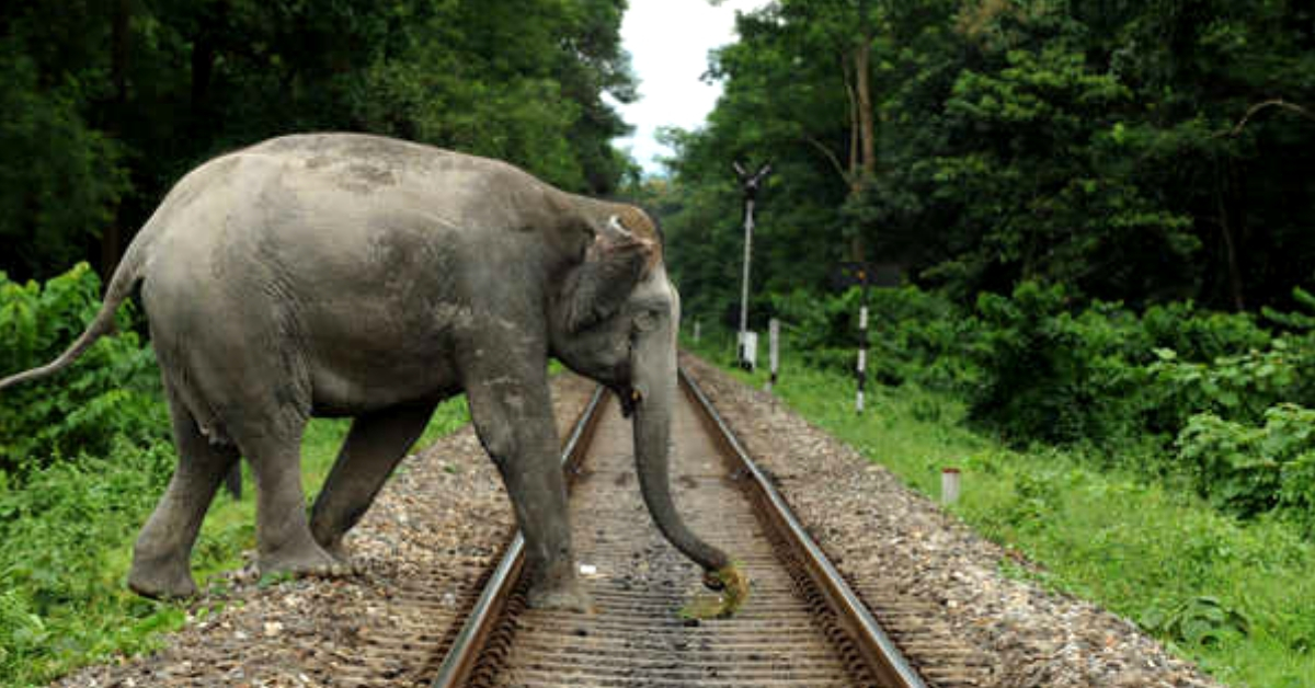 Brilliant! IIT Delhi Finds Ingenious Solution to Stop Elephant Deaths Due to Train Accidents!