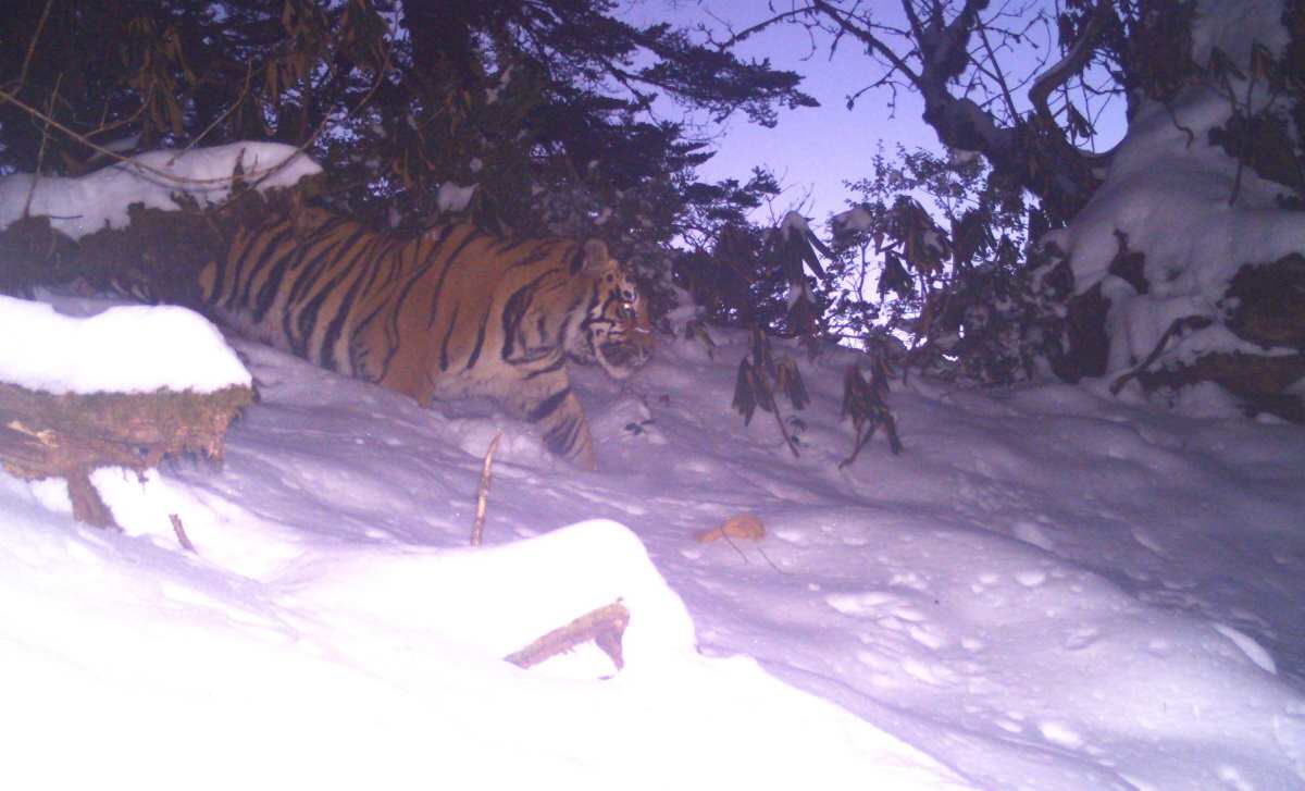 A camera-trap image of a male tiger captured at 3246 m in the Dibang Valley. (Source: Twitter/Parveen Kaswan IFS)